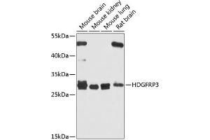 Western blot analysis of extracts of various cell lines, using HDGFRP3 antibody (ABIN6133452, ABIN6141699, ABIN6141700 and ABIN6224799) at 1:1000 dilution. (HDGFRP3 Antikörper  (AA 90-203))
