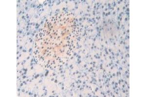 IHC-P analysis of Mouse Pancreas Tissue, with DAB staining. (NPM1 Antikörper  (AA 212-292))
