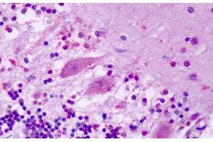 Anti-GPR1 antibody IHC staining of human brain, cerebellum, purkinje neurons. (G Protein-Coupled Receptor 1 Antikörper  (N-Term))
