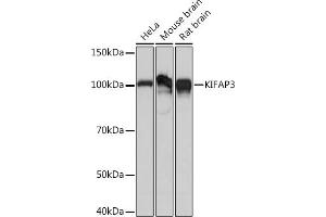 Western blot analysis of extracts of various cell lines, using KIF Rabbit mAb (ABIN7268120) at 1:1000 dilution. (KIFAP3 Antikörper)