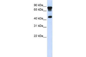 Western Blotting (WB) image for anti-MYC-Associated Zinc Finger Protein (Purine-Binding Transcription Factor) (MAZ) antibody (ABIN2458297)