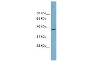 Image no. 1 for anti-Serine Dehydratase-Like (SDSL) (N-Term) antibody (ABIN6743387) (SDSL Antikörper  (N-Term))