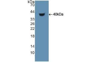 Western blot analysis of recombinant Human HDGF. (HDGF Antikörper  (AA 10-240))