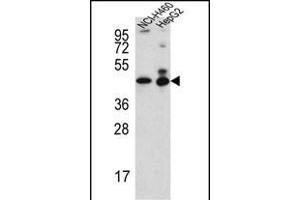 ACTL6B Antibody (N-term) (ABIN651520 and ABIN2840276) western blot analysis in NCI-,HepG2 cell line lysates (35 μg/lane). (Actin-Like 6B Antikörper  (N-Term))