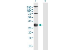 Western Blot analysis of MOG expression in transfected 293T cell line by MOG MaxPab polyclonal antibody. (MOG Antikörper  (AA 1-295))