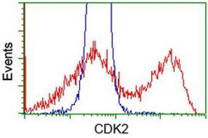 Image no. 1 for anti-Cyclin-Dependent Kinase 2 (CDK2) antibody (ABIN1497394) (CDK2 Antikörper)