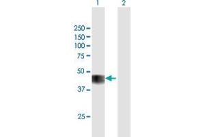 Western Blot analysis of CCNO expression in transfected 293T cell line by CCNO MaxPab polyclonal antibody. (Cyclin O Antikörper  (AA 1-350))