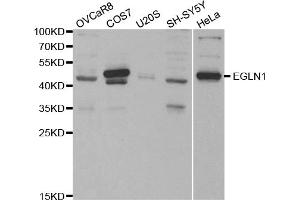 Western blot analysis of extracts of various cell lines, using EGLN1 antibody (ABIN5970498) at 1/1000 dilution. (EGLN1 Antikörper)