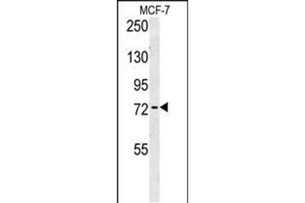 ARHGAP44 Antikörper  (C-Term)