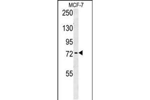 RICH2 Antibody (C-term) (ABIN654613 and ABIN2844313) western blot analysis in MCF-7 cell line lysates (35 μg/lane).