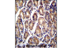 RARRES1 Antibody (C-term) (ABIN657062 and ABIN2846226) immunohistochemistry analysis in formalin fixed and paraffin embedded human stomach tissue followed by peroxidase conjugation of the secondary antibody and DAB staining. (RARRES1 Antikörper  (C-Term))