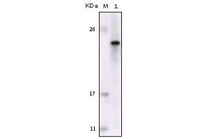 Western blot analysis using FES mouse mAb against truncated FES recombinant protein. (FES Antikörper)