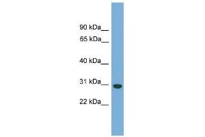 Carbonic Anhydrase Vb antibody (Mitochondrial) used at 1 ug/ml to detect target protein. (CA5B Antikörper  (N-Term))