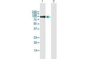 Western Blot analysis of THAP9 expression in transfected 293T cell line by THAP9 MaxPab polyclonal antibody. (THAP9 Antikörper  (AA 1-903))