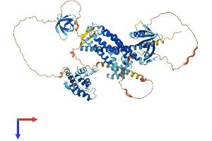 ARHGEF6 Protein (AA 1-776) (His tag)