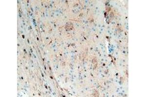 IHC-P analysis of Mouse Brain Tissue, with DAB staining. (S100B Antikörper  (AA 1-92))