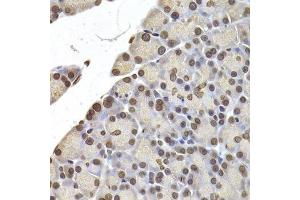 Immunohistochemistry of paraffin-embedded rat pancreas using LMNB2 Antibody. (Lamin B2 Antikörper  (AA 341-620))