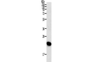 Western Blotting (WB) image for anti-Ras Homolog Gene Family, Member C (RHOC) antibody (ABIN2431009) (RHOC Antikörper)
