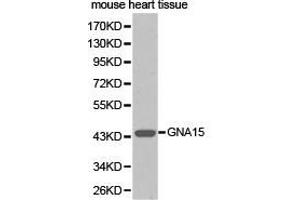 Western Blotting (WB) image for anti-Guanine Nucleotide Binding Protein (G Protein), alpha 15 (Gq Class) (GNA15) antibody (ABIN1872841) (GNA15 Antikörper)