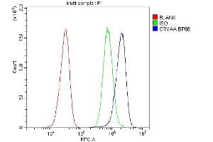 anti-Crystallin, alpha A (CRYAA) (AA 1-173) antibody