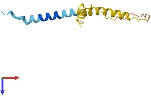 AlphaFold protein structure predicition of Human Recombinant DSCR8 Protein, UniprotID Q96T75