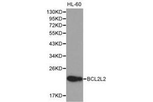 Western Blotting (WB) image for anti-BCL2-Like 2 (BCL2L2) antibody (ABIN1871261)
