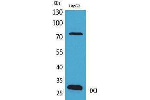 Western Blotting (WB) image for anti-Enoyl-CoA Delta Isomerase 1 (ECI1) (C-Term) antibody (ABIN3178260) (DCI Antikörper  (C-Term))