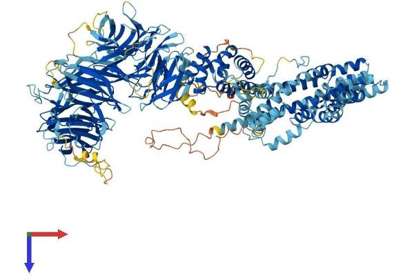 IKAP/p150 Protein (AA 1-1332) (His tag)