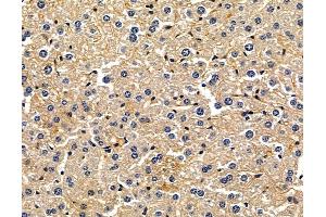 ABIN7096896 and ABIN7100962 at 1/100 staining mouse liver tissue by IHC-P. (Heparan Sulfate (Glucosamine) 3-O-Sulfotransferase 6 (HS3ST6) Antikörper)