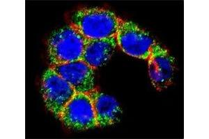 Confocal immunofluorescent analysis of MUC20 antibody with WiDr cells followed by Alexa Fluor 488-conjugated goat anti-rabbit lgG (green). (MUC20 Antikörper  (AA 654-684))