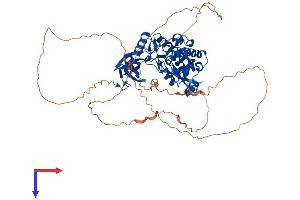 CLK3 Protein (CLK3) (AA 1-638) (His tag)