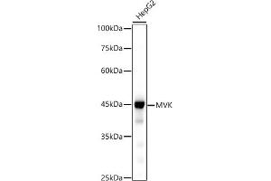 Western blot analysis of extracts of HepG2 cells, using MVK antibody (ABIN7268506) at 1:500 dilution. (MVK Antikörper)