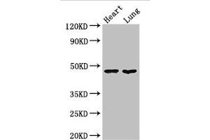 Western Blot Positive WB detected in: Mouse heart tissue, Mouse lung tissue All lanes: PAG1 antibody at 3 μg/mL Secondary Goat polyclonal to rabbit IgG at 1/50000 dilution Predicted band size: 47 kDa Observed band size: 47 kDa (PAG1 Antikörper  (AA 97-432))