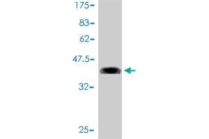 Western Blotting (WB) image for anti-Myeloid/lymphoid Or Mixed-Lineage Leukemia (Trithorax Homolog), Translocated To, 11 (MLLT11) (AA 1-90) antibody (ABIN564754)