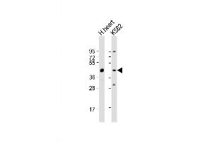 Western Blot at 1:2000 dilution Lane 1: human heart lysate Lane 2: K562 whole cell lysate Lysates/proteins at 20 ug per lane. (PDK4 Antikörper  (C-Term))