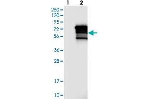 Western blot analysis of Lane 1: Negative control (vector only transfected HEK293T lysate), Lane 2: Over-expression Lysate (Co-expressed with a C-terminal myc-DDK tag (~3. (ZNF205 Antikörper)