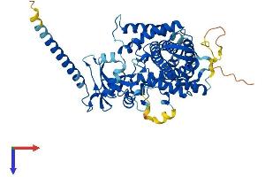 AlphaFold protein structure predicition of Human Recombinant CYP26C1 Protein, UniprotID Q6V0L0