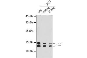 Western blot analysis of extracts of 293T cells, using IL2 antibody (ABIN7267993) at 1:3000 dilution. (IL-2 Antikörper)