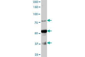 ARMC6 MaxPab polyclonal antibody. (ARMC6 Antikörper  (AA 1-476))