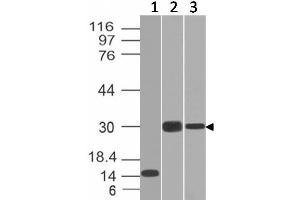 Western Blot of Recombinant, Panc-28 and PANC1 cell lysates using CELA3B Monoclonal Antibody (CELA3B/1218). (Elastase 3B Antikörper  (AA 82-238))