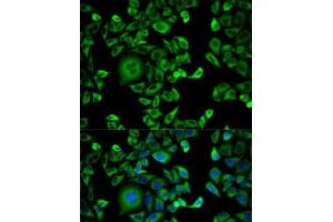 Immunofluorescence analysis of HeLa cells using EXT1 Polyclonal Antibody (EXT1 Antikörper)