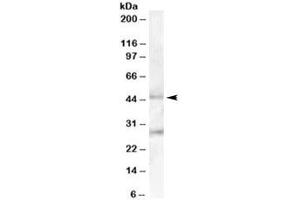 Western blot testing of human pancreas lysate with B3GNT2 antibody at 0. (B3GNT2 Antikörper)
