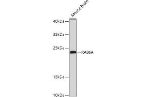 Western blot analysis of extracts of Mouse brain using RAB6A Polyclonal Antibody at dilution of 1:3000. (RAB6A Antikörper)