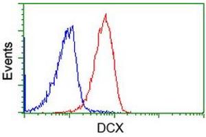 Flow cytometric Analysis of Jurkat cells, using anti-DCX antibody (ABIN2453871), (Red), compared to a nonspecific negative control antibody, (Blue). (Doublecortin Antikörper)