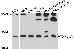 Western blot analysis of extracts of various cells, using TXNL4A antibody. (TXNL4A Antikörper)