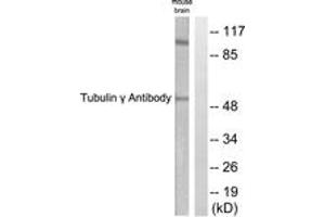 Western blot analysis of extracts from mouse brain cells, using Tubulin gamma Antibody. (TUBG1 Antikörper  (AA 386-435))