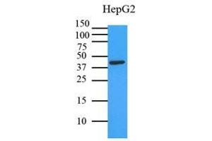 Cell lysates of HepG2 (35 ug) were resolved by SDS-PAGE, transferred to PVDF membrane and probed with anti-human MAPK1 (1:3000). (ERK2 Antikörper)