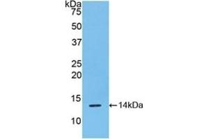 Western Blotting (WB) image for anti-R-Spondin 1 (RSPO1) (AA 21-135) antibody (ABIN7430147)