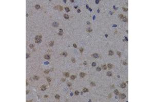 Immunohistochemistry of paraffin-embedded mouse brain using POLR2L antibody at dilution of 1:200 (400x lens). (POLR2L Antikörper)