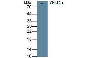 Detection of Recombinant DLG4, Rat using Polyclonal Antibody to Discs, Large Homolog 4 (DLG4) (DLG4 Antikörper)